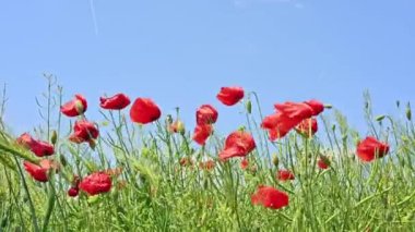 Buğday ve gelincik çiçeği Bir yaz günü rüzgarda.