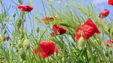 Buğday ve gelincik çiçeği Bir yaz günü rüzgarda.