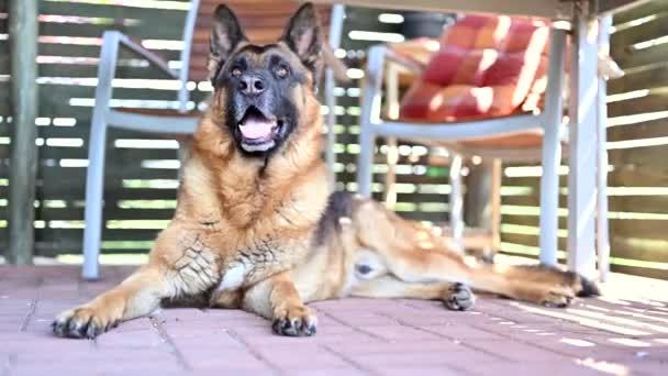 Un hermoso perro pastor alemán descansando sobre una superficie de hormigón durante un cálido día de primavera. — Vídeos de Stock