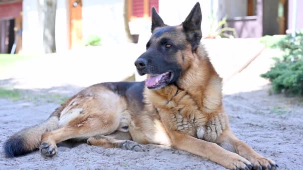 A beautiful german shepherd dog resting on the grass during a warm spring day. — Stok video