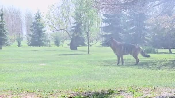 Un beau chien de berger allemand jouant avec l'eau du tuyau d'arrosage pendant une chaude journée de printemps. — Video