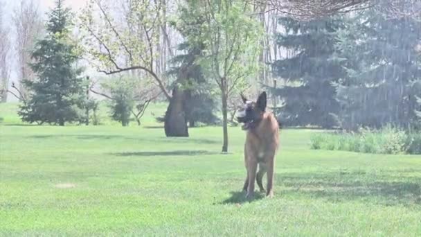 暖かい春の日の間に庭のホースから水で遊ぶ美しいドイツの羊飼いの犬. — ストック動画