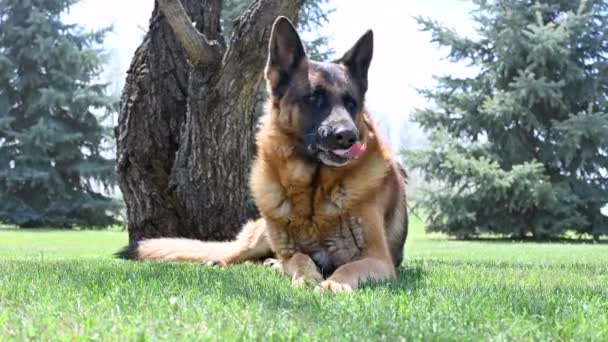 Ein schöner Schäferhund ruht sich im Gras aus und gähnt an einem warmen Frühlingstag. — Stockvideo