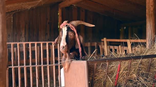 Красивая коза ест сено и осматривается в сарае.. — стоковое видео