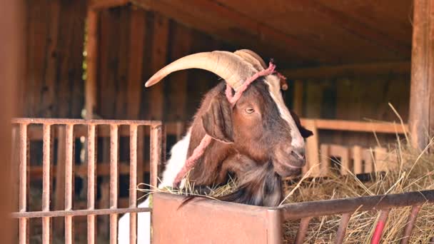 Seekor kambing jantan yang cantik sedang makan jerami dan melihat-lihat di gudang. — Stok Video