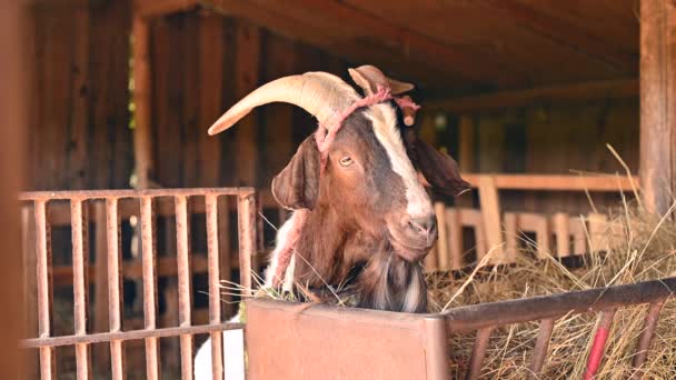 Seekor kambing jantan yang cantik sedang makan jerami dan melihat-lihat di gudang. — Stok Video