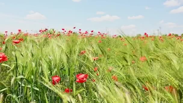 Pszenica i kwiat maku na wietrze w letni dzień. — Wideo stockowe