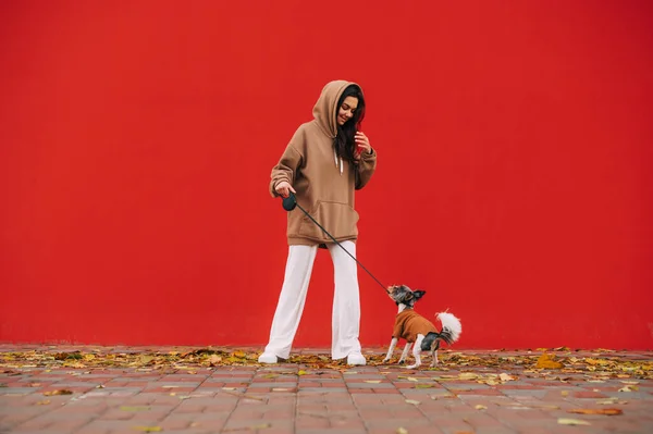 Positive Frau Spielt Mit Einem Niedlichen Biewer Terrier Der Hunderasse — Stockfoto