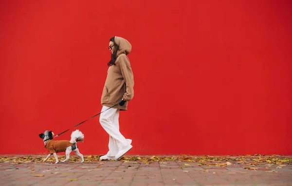 Mulher Elegante Anda Com Pequeno Cão Uma Coleira Rua Contexto — Fotografia de Stock