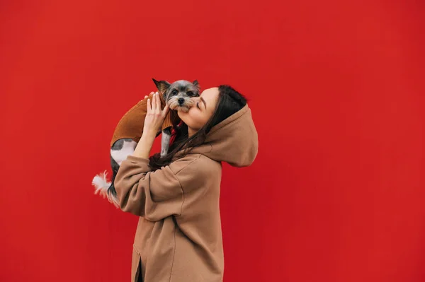 Piękna Kobieta Trzymając Cute Biewer Psa Terrier Ramionach Całowanie Zwierzę — Zdjęcie stockowe