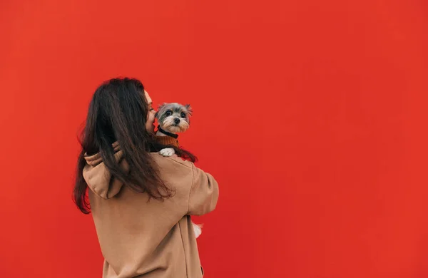 Pozitivní Žena Neformálním Oblečení Objímá Roztomilého Malého Psa Červeném Pozadí — Stock fotografie