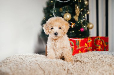 Güzel köpek yavrusu Noel ağacının altında bir battaniyeye oturmuş hediye kutularının arasında kameraya bakıyor..