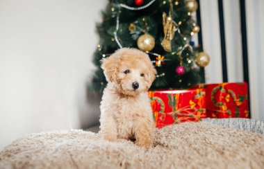 Noel ağacının altındaki bir battaniyenin üzerinde hediyelerle dolu kutular üzerinde oyuncak köpek yavrusu yetiştiren komik bir köpek. Noel ve Yeni Yıl.