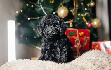 Noel 'de siyah sevimli kaniş oyuncağı Noel ağacının altında hediyelerle kutular arasında oturur. Evcil hayvanlar için yeni yıl hediyesi..