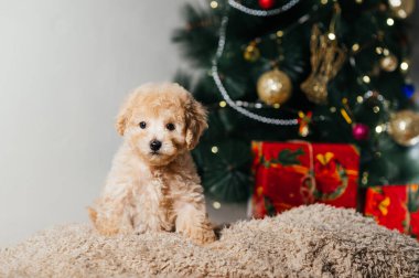Şirin beyaz köpek kaniş oyuncağı Noel hediyesi, Noel ağacının altında oturup kameraya bakıyor. Noel 'de Noel ağacı altında komik bir köpek yavrusu