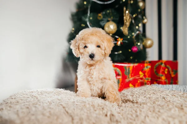 아름다운 강아지가 크리스마스 사이로 카메라를 바라봅니다 — 스톡 사진