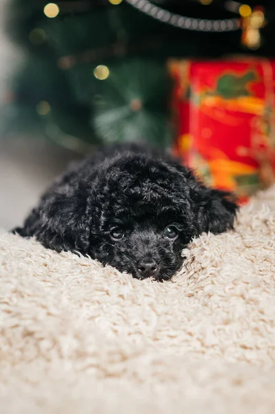 크리스마스 이상하고 귀여운 강아지가 선물들 사이에 강아지 크리스마스 — 스톡 사진
