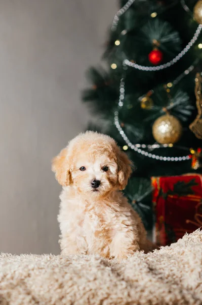 강아지 강아지 강아지 강아지 강아지 강아지 강아지는 크리스마스 트리의 카메라를 — 스톡 사진