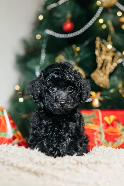 Foto Simpatico Cagnolino Nero Sotto Albero Natale Tra Regali Natale — Foto Stock