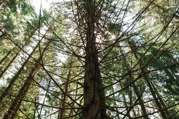 Contexto Tronco Uma Árvore Velha Uma Floresta Conífera Raios Sol — Fotografia de Stock