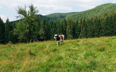 İnekler, kozalaklı ormanın arka planındaki dağlarda bir çayırda duruyor. Dağlarda eko çiftçilik. Dağ manzarası. Arkaplan