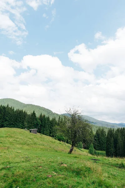 Vackert Bergslandskap Med Betesmarker Fruktträd Och Trälada Vertikalt Bakgrund Karpaterna — Stockfoto