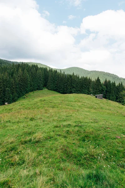 Vertical Photo Beautiful Carpathian Landscape Meadow Coniferous Forest Background Landscape — Stock Photo, Image