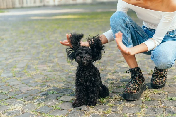 Kvinna Leker Med Rolig Hund Ras Leksak Pudel Gatan Sitter — Stockfoto