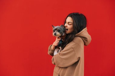 Kızgın, hoşnutsuz bir kadının portresi korkmuş köpeğine bağırıyor - York teriyeri, kırmızı duvarın önünde duruyor. Ayrı arkaplan, kopyalama alanı.