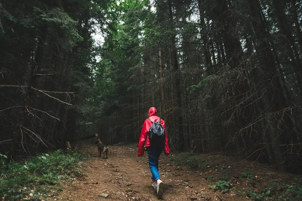 Назад Жінка Туристка Йде Гірській Стежці Через Ліс Собакою Одягнена — стокове фото