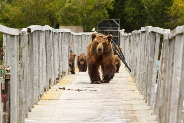 Brown bears Stock Image