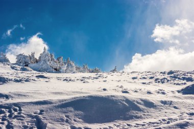 karla kaplı göknar ağaçlarının