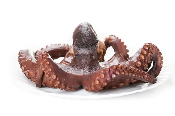 Smuk kogt blæksprutte - Stock-foto