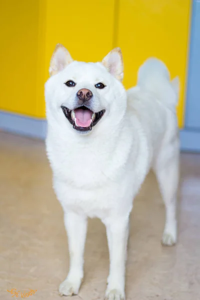 Branco Shiba Inu Sorriso — Fotografia de Stock