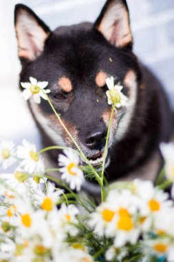 Siyah Shiba inu ve papatyalar