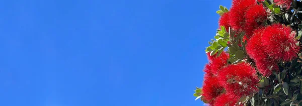 New Zealand Red Pohutukawa Tree Flowers Blue Sky Background — Stock Photo, Image