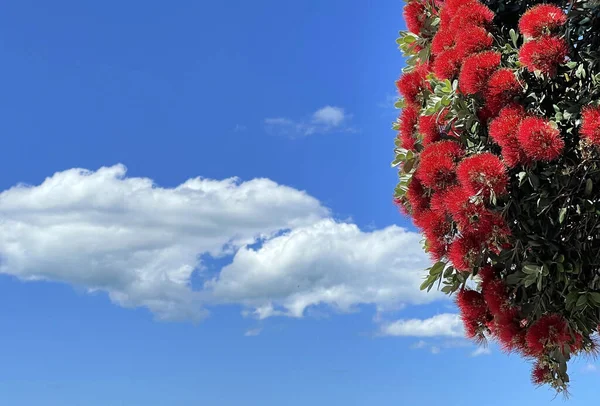 Nuova Zelanda Rosso Pohutukawa Albero Fiori Con Cielo Blu Sullo — Foto Stock