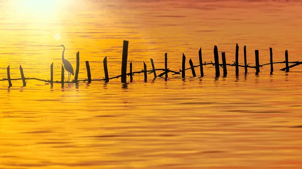 海中竹子上的白鹭 夕阳西下 — 图库照片