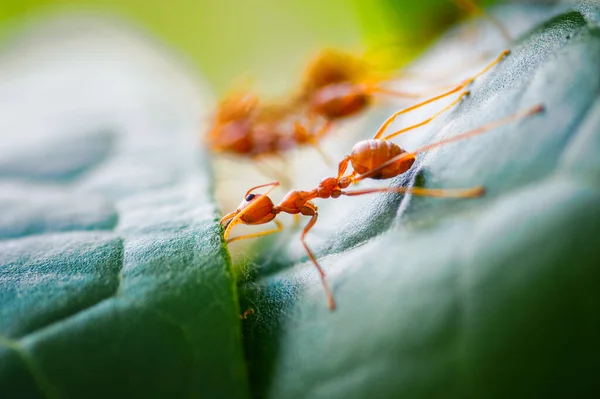 特写红蚂蚁用树叶筑巢笼 — 图库照片
