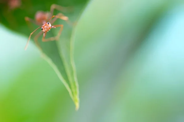 Nahaufnahme Oder Makro Wütende Rote Ameise Auf Blatt — Stockfoto