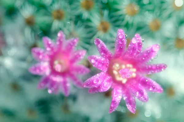Крупним Планом Або Макро Рожевий Квітковий Кактус — стокове фото