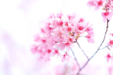 Phu Lom Lo Kuzey Tayland 'da Vahşi Himalaya Kirazı