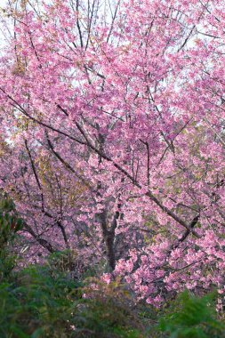 Phu Lom Lo Kuzey Tayland 'da Vahşi Himalaya Kirazı