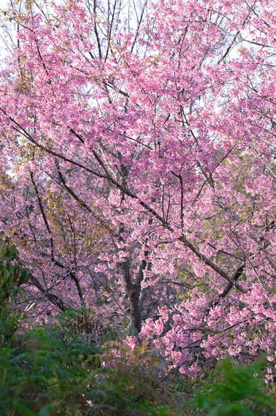 Phu Lom Lo Kuzey Tayland 'da Vahşi Himalaya Kirazı