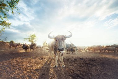 Tayland 'ın güneyindeki çiftlikte bufalo sürüsü