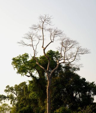 The light green leaves on the big trees