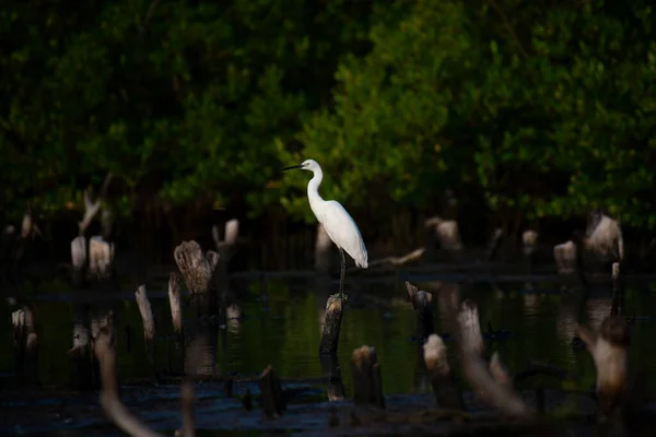 Close Egret Stand Timber Thailand — Stock Photo, Image