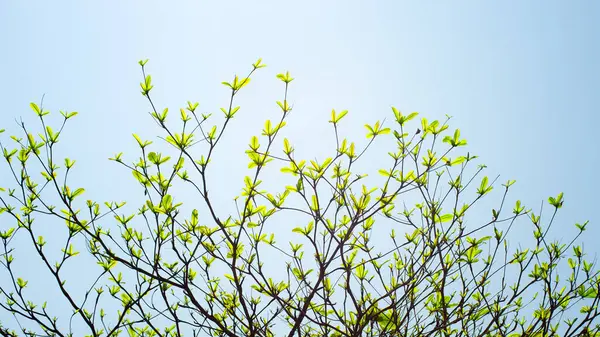 Die Hellgrünen Blätter Den Großen Bäumen — Stockfoto