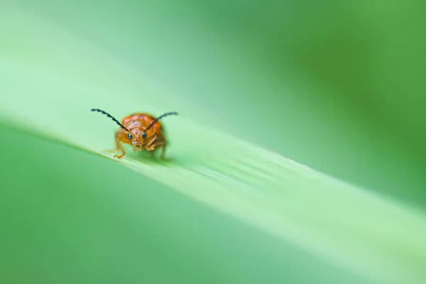 Close Red Ladybug Green Leaf — Stok Foto