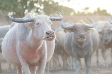 Tayland 'ın güney bölgelerinde birçok bufalo sürüsü var..